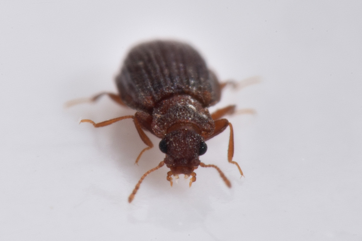 Latridiidae: Stephostethus sp?